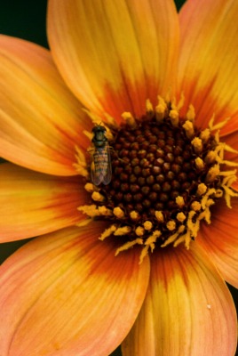 цветок желтый пчела лепестки