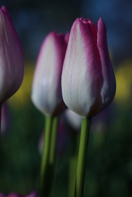 тюльпаны цветы в поле бутоны