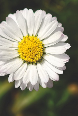 цветок ромашка белый лепестки крупный план