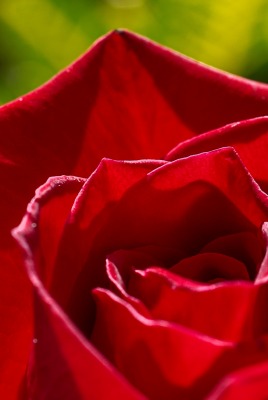роза бутон макро лепестки красный бордовый