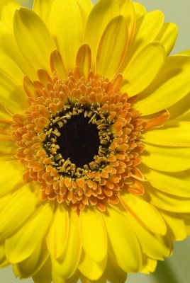 подсолнух желтый цветок крупный план