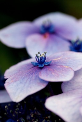 цветы анютины глазки фиолетовый макро
