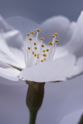 цветок белый