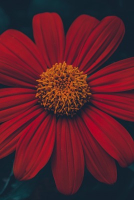 цветок бордовый крупный план лепестки