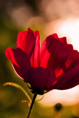 цветок бордовый боке макро