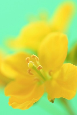 цветок желтый пестик макро