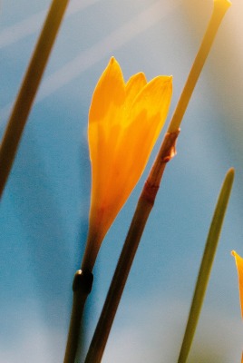 крокусы цветы желтый трава