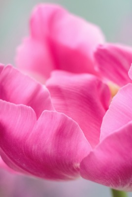 розовый цветок макро лепестки