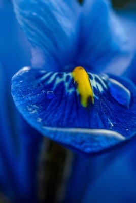 цветок синий макро капля ирис