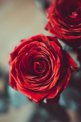 розы букет бордовый
