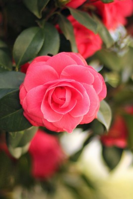 роза кустовая цветок розовый