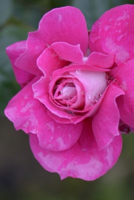 цветок розовый роза кустовая