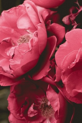 цветы розовые бутоны