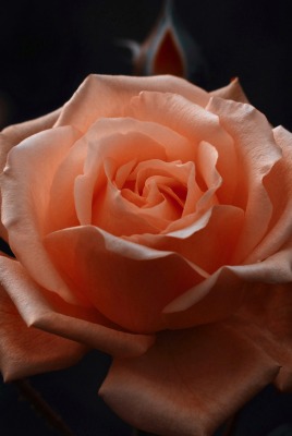 роза бутон розовая