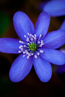 лепестки цветок синий