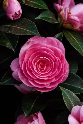 цветок роза кустовая куст бутон