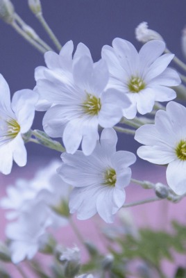 белые цветы лепестки
