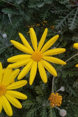 ромашки желтые цветы куст