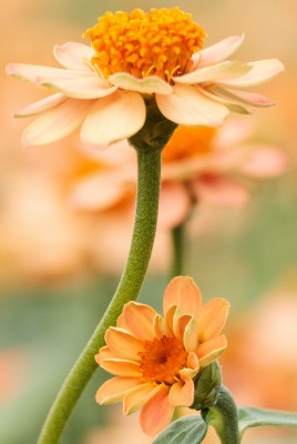 цветок полевой оранжевый
