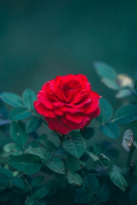 красная роза фокус листья
