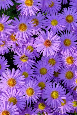цветы фиолетовые сентябринки