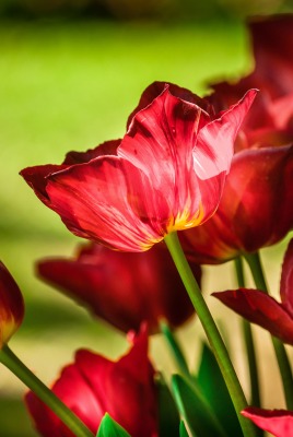тюльпаны крупный план красные цветы