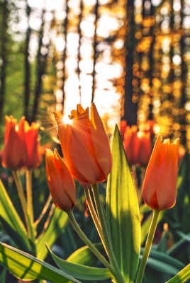 тюльпаны лес цветы солнечные лучи природа весна