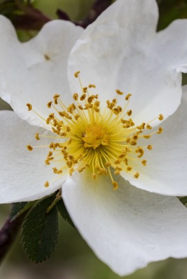 цветок белый цветок макро