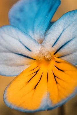цветок макро крупный план лепестки
