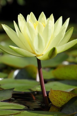 кувшинка цветок болото