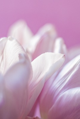 цветок белый лепестки розовый фон фиолетовый