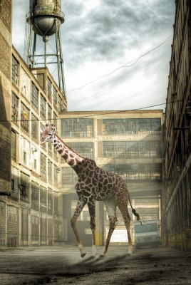 жираф с малышом в переулке