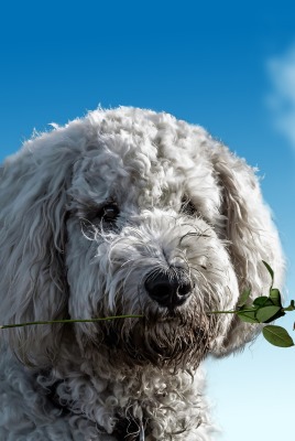 валентинка сердце роза собака облако
