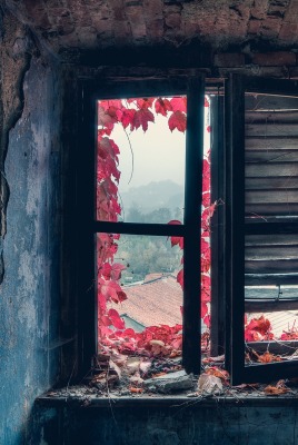 Дом старый комната окно листья