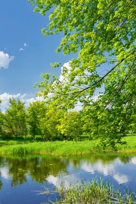 озеро зелень лето
