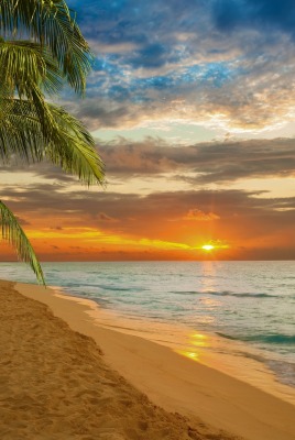 побережье пляж закат пальма берег море