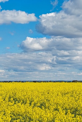 поле рапс желтое облака горизонт
