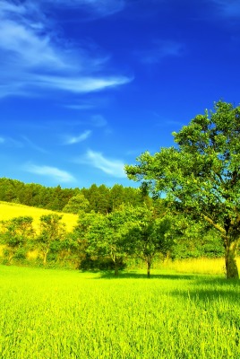 лето поляна зелень ясный день