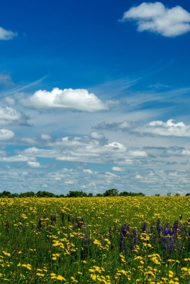 поле цветы трава небо облака
