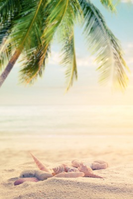 пляж песок пальма отдых