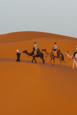 верблюды люди пустыня