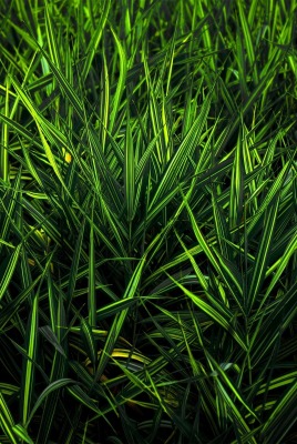 Темно-зеленая трава макро съемка