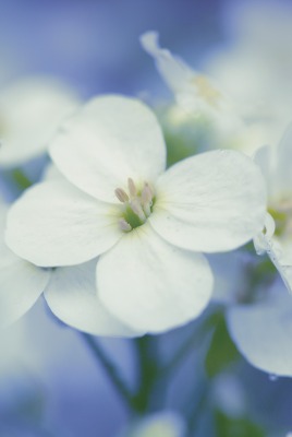 Цветы белые макро