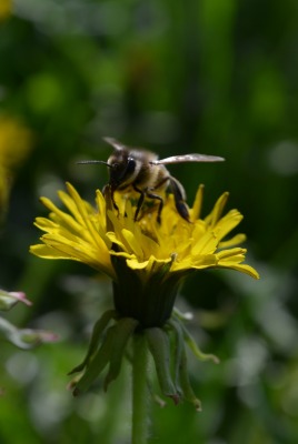 макро одуванчик животное насекомое пчела цветы природа