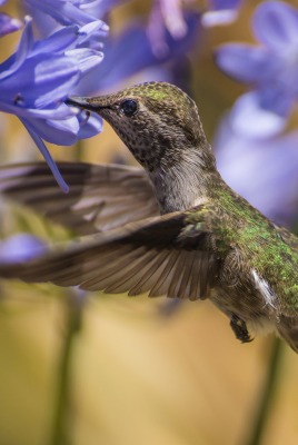 животное птица колибри макро