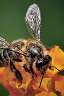 природа насекомое пчела цветы макро