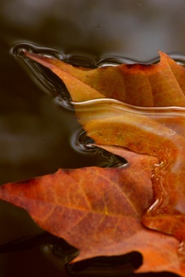 Кленовый лист в воде макро