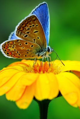 бабочка цветок желтый