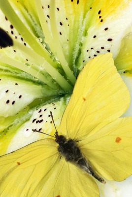 желтая бабочка макро