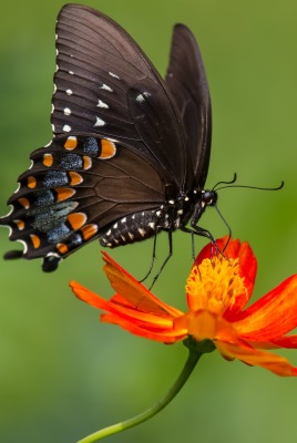 Бабочка на цветке черная макро